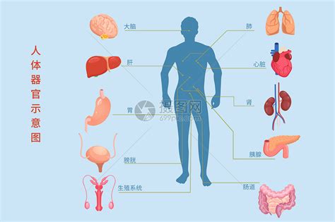 身体部位|组织和器官